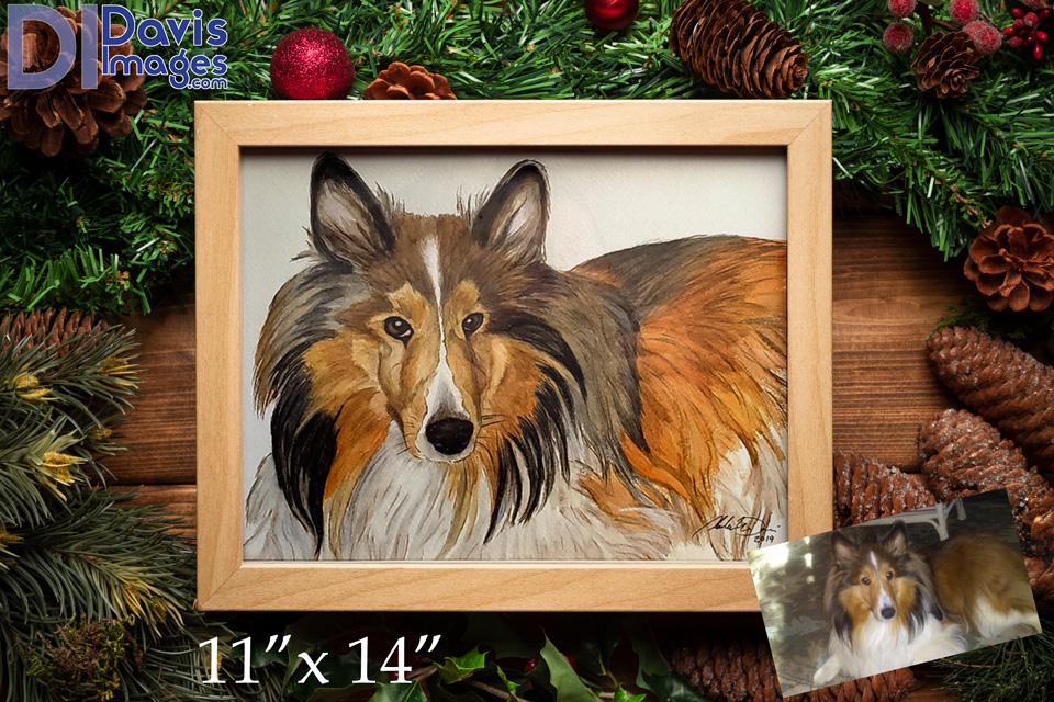 Kamron - Sheltie Dog